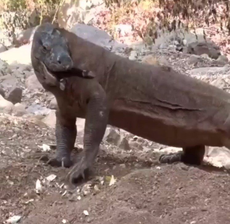 Yaşayan dinozor avını tek hamlede yuttu! Görenleri dehşete düşüren anlar | Vahşi doğada daha önce böylesi görülmedi - Resim: 38