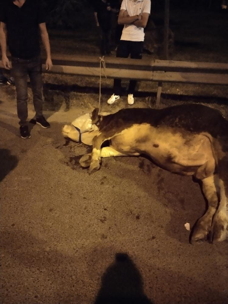 Ümraniye'de kamyonetten atlayan dananın ayağı kırıldı - Resim : 1