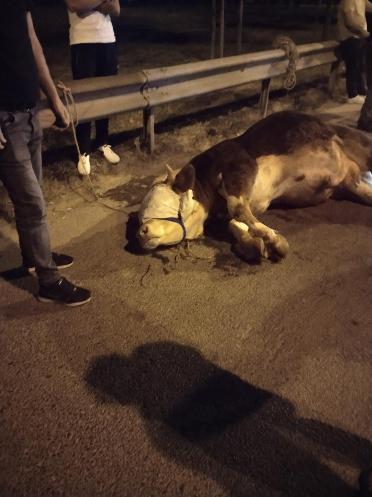 Ümraniye'de kamyonetten atlayan dananın ayağı kırıldı - Resim : 2