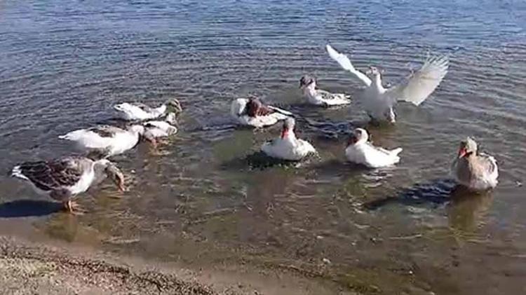 Denize giren kazlara şikayet engeli: 8’i kümeste öldü - Resim : 1