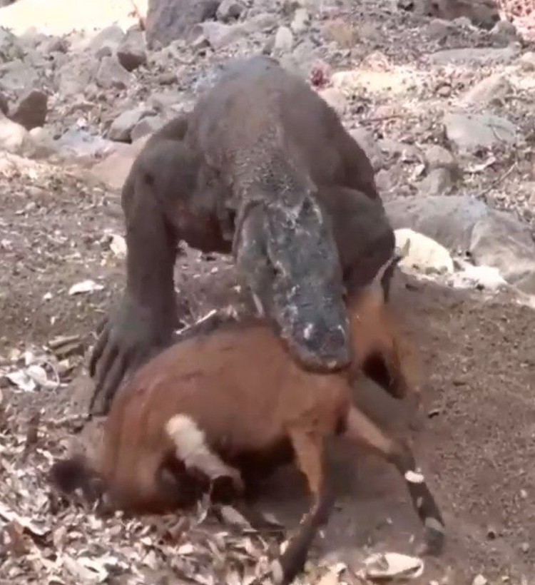 Yaşayan dinozor avını tek hamlede yuttu! Görenleri dehşete düşüren anlar | Vahşi doğada daha önce böylesi görülmedi - Resim: 6