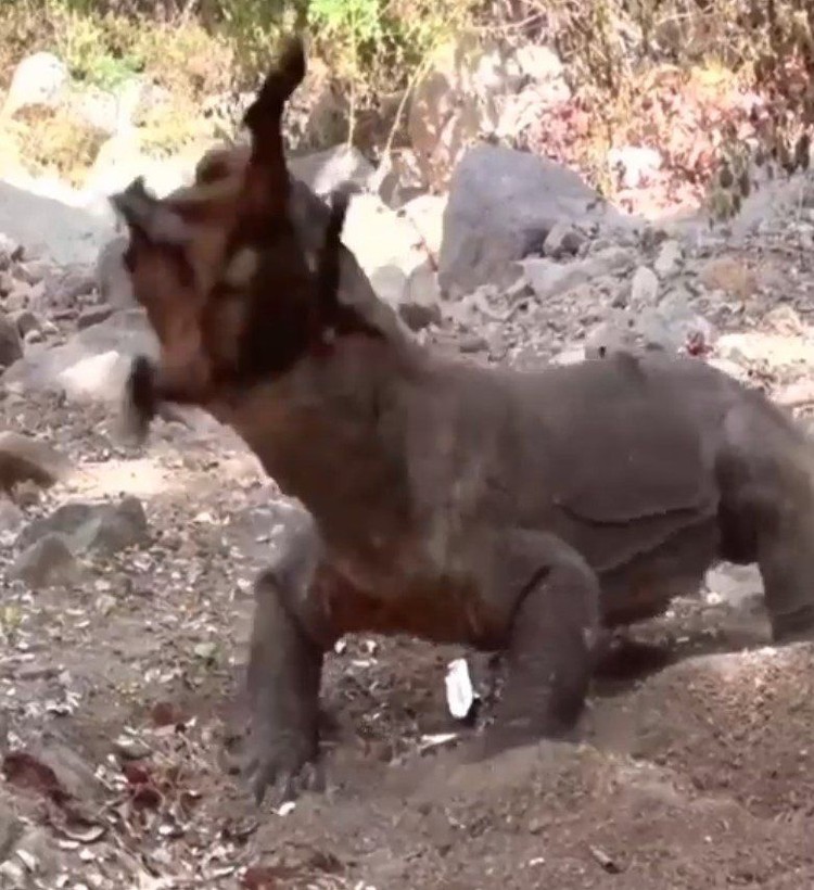 Yaşayan dinozor avını tek hamlede yuttu! Görenleri dehşete düşüren anlar | Vahşi doğada daha önce böylesi görülmedi - Resim: 25