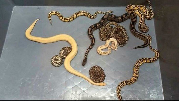 Yavru pitonları kadın çorabının içine gizlenmişler! Sınır kapısında pes dedirten olay - Resim: 3