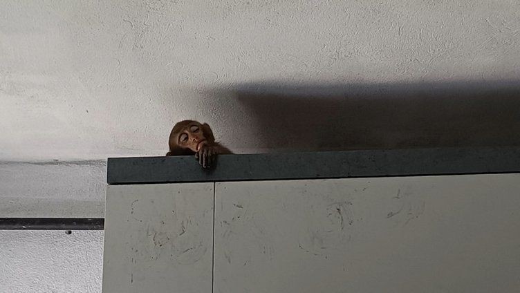 "Şakir" Bursa'yı karıştırdı! 5 gündür evlere giren makak maymunu yakalandı - Resim: 4