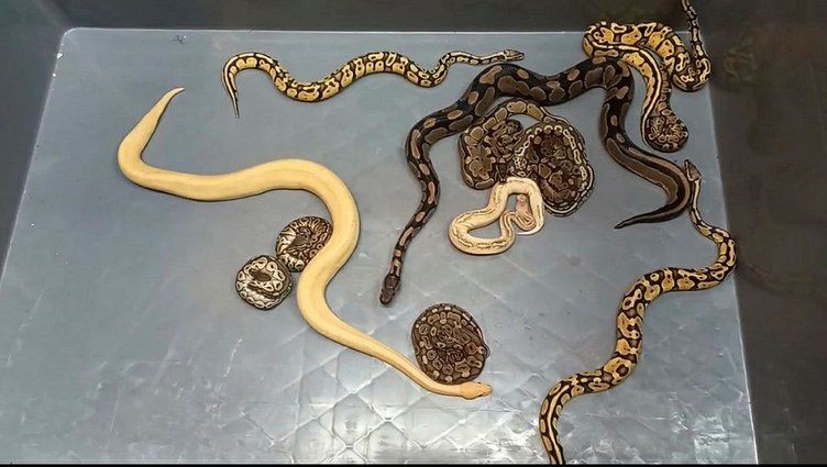 Yavru pitonları kadın çorabının içine gizlenmişler! Sınır kapısında pes dedirten olay - Resim: 7