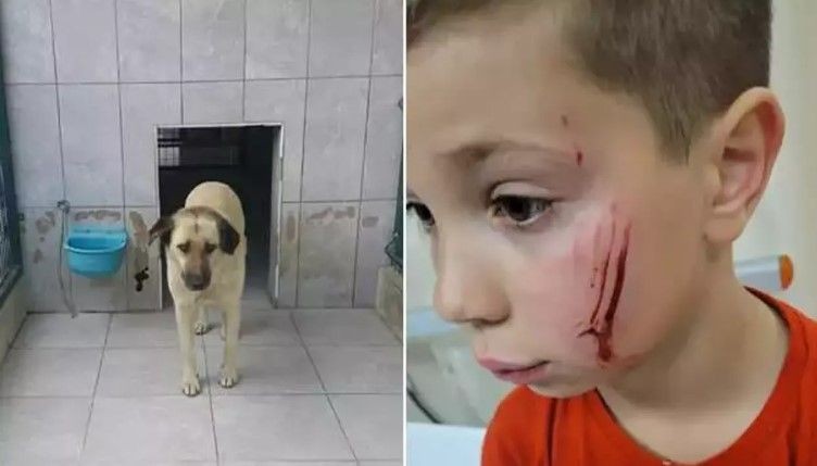 Ataşehir ve Bursa'da köpek vahşeti! - Resim: 8
