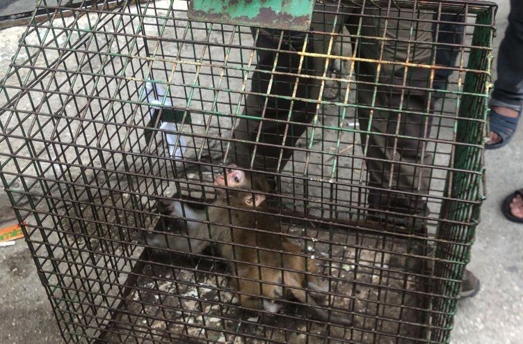 "Şakir" Bursa'yı karıştırdı! 5 gündür evlere giren makak maymunu yakalandı - Resim: 6