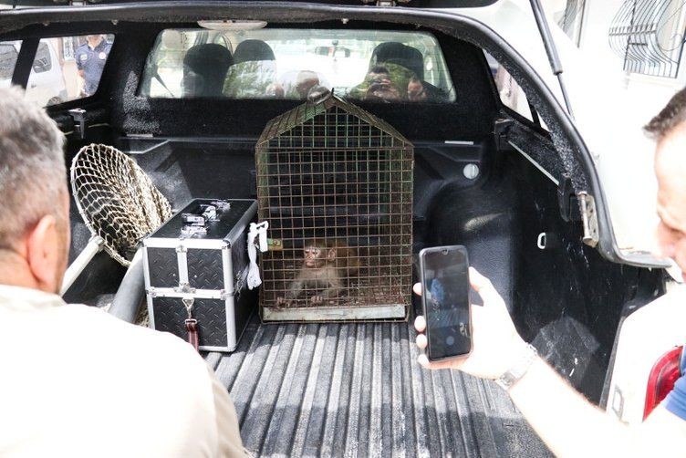 "Şakir" Bursa'yı karıştırdı! 5 gündür evlere giren makak maymunu yakalandı - Resim: 7