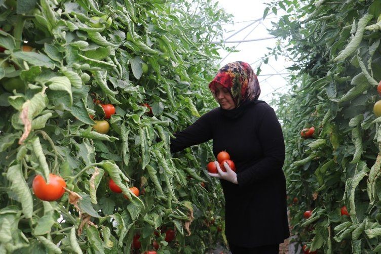Şimdilerde paraya para demiyor! Antalya'da gördü bozkırda üretti - Resim: 8