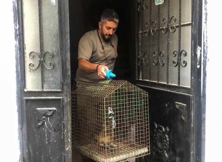 "Şakir" Bursa'yı karıştırdı! 5 gündür evlere giren makak maymunu yakalandı - Resim: 2