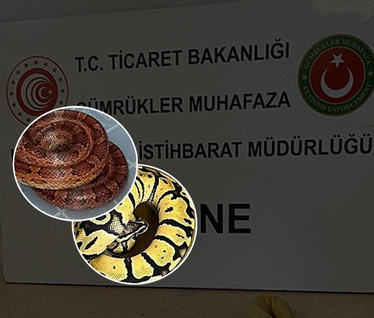 Yavru pitonları kadın çorabının içine gizlenmişler! Sınır kapısında pes dedirten olay - Resim: 1