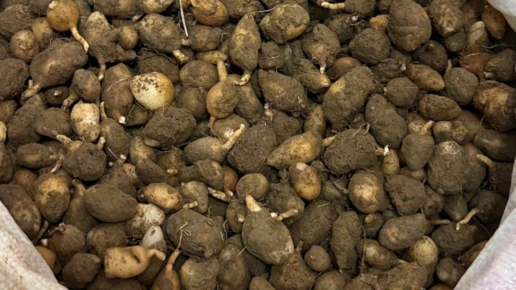 Gebze&rsquo;de izinsiz salep orkidesi toplayana 699 bin lira ceza - Resim : 1