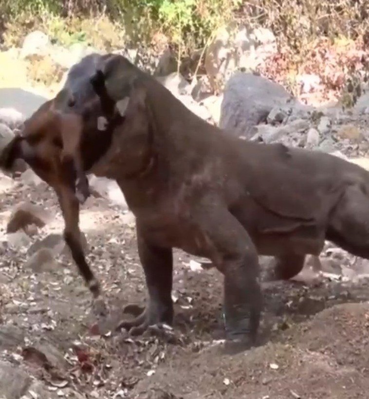 Yaşayan dinozor avını tek hamlede yuttu! Görenleri dehşete düşüren anlar | Vahşi doğada daha önce böylesi görülmedi - Resim: 27
