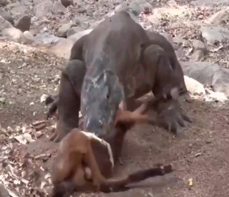 Yaşayan dinozor avını tek hamlede yuttu! Görenleri dehşete düşüren anlar | Vahşi doğada daha önce böylesi görülmedi - Resim: 12