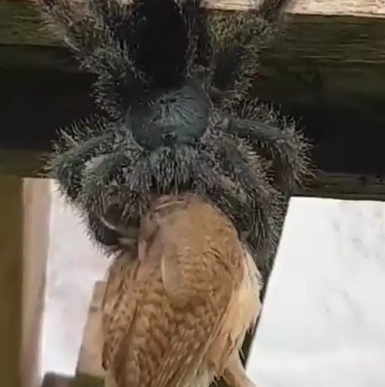 Hiç örümcek kuş yer mi? demeyin! Dehşete düşüren görüntüler! Tarantulanın kuş avı kameraya yansıdı - Resim: 2