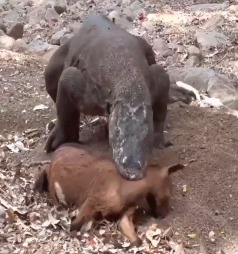 Yaşayan dinozor avını tek hamlede yuttu! Görenleri dehşete düşüren anlar | Vahşi doğada daha önce böylesi görülmedi - Resim: 4