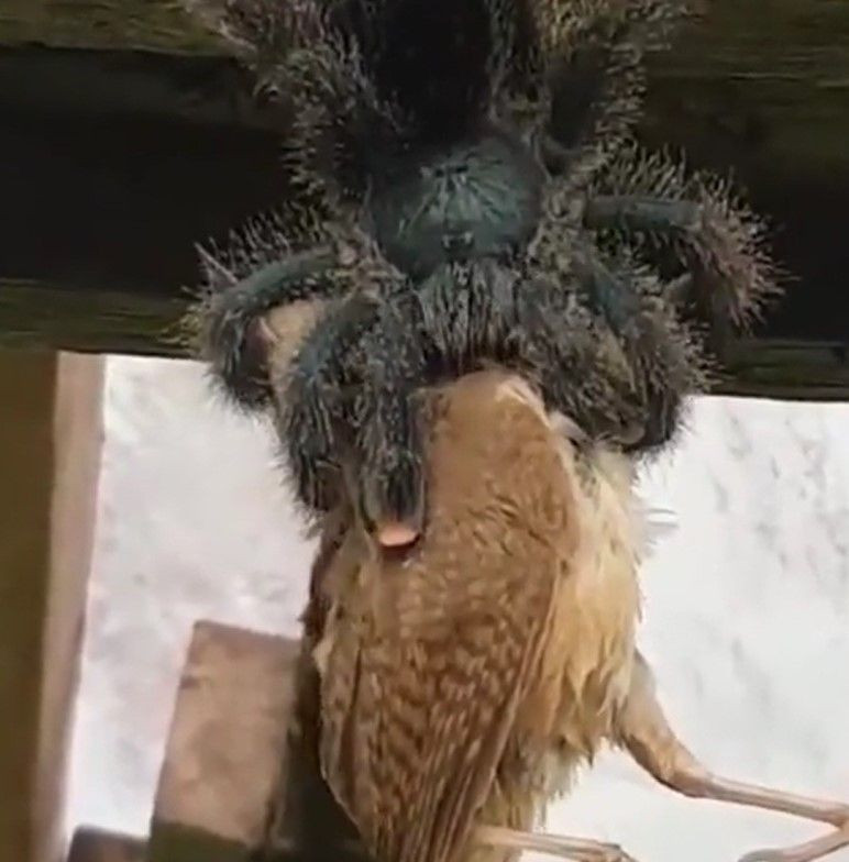 Hiç örümcek kuş yer mi? demeyin! Dehşete düşüren görüntüler! Tarantulanın kuş avı kameraya yansıdı - Resim: 4