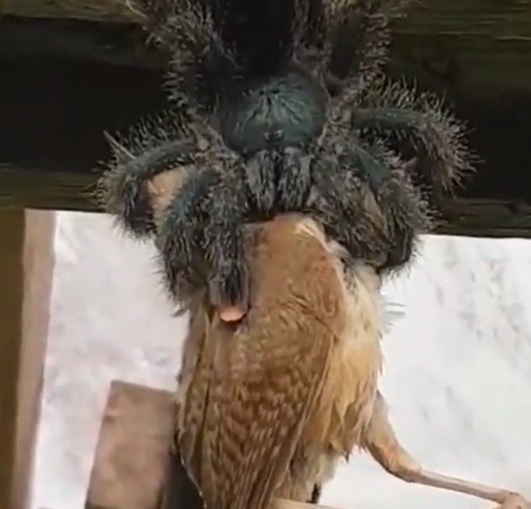 Hiç örümcek kuş yer mi? demeyin! Dehşete düşüren görüntüler! Tarantulanın kuş avı kameraya yansıdı - Resim: 3