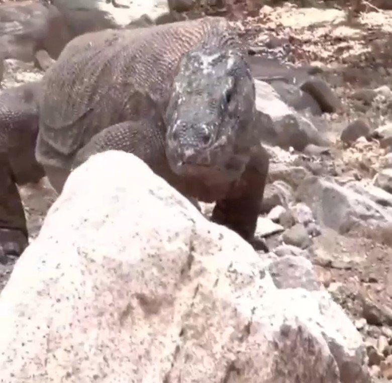 Yaşayan dinozor avını tek hamlede yuttu! Görenleri dehşete düşüren anlar | Vahşi doğada daha önce böylesi görülmedi - Resim: 44