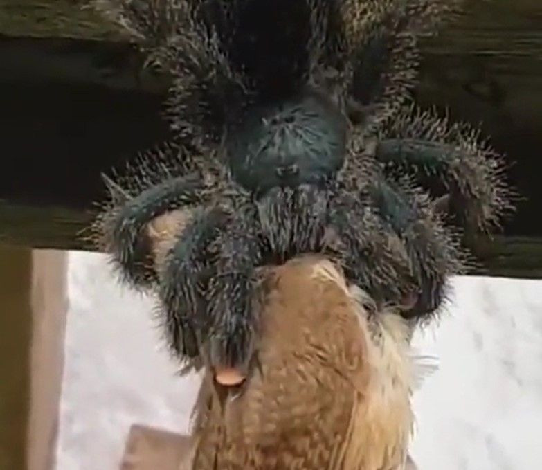 Hiç örümcek kuş yer mi? demeyin! Dehşete düşüren görüntüler! Tarantulanın kuş avı kameraya yansıdı - Resim: 5