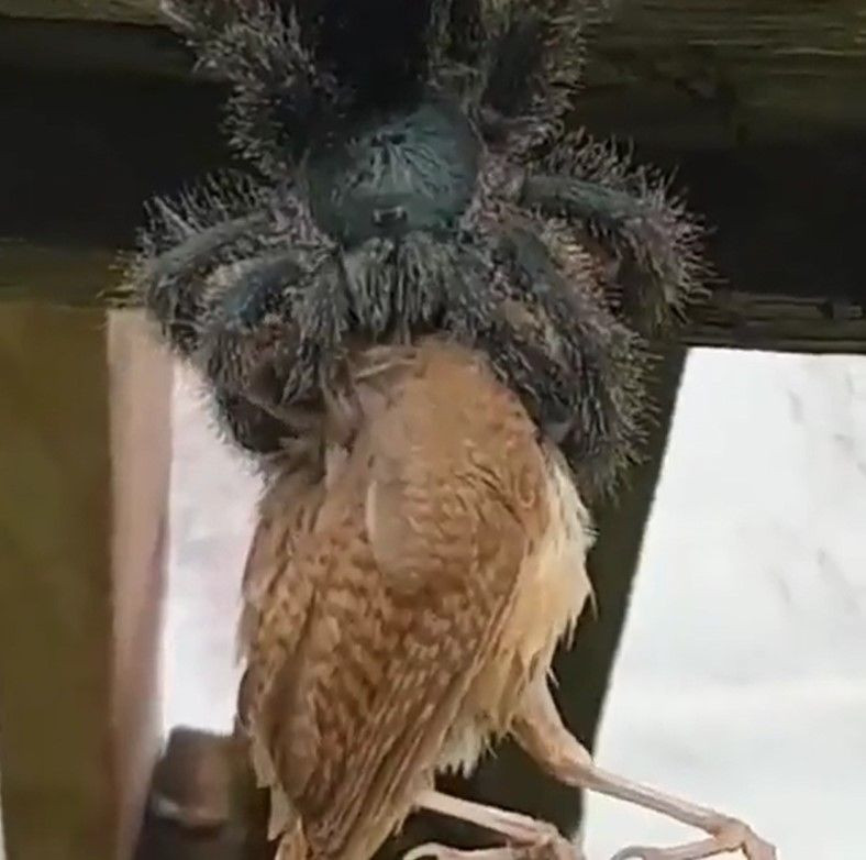 Hiç örümcek kuş yer mi? demeyin! Dehşete düşüren görüntüler! Tarantulanın kuş avı kameraya yansıdı - Resim: 1