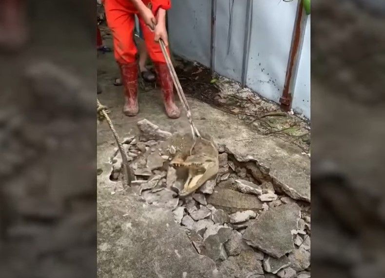 Kırdıkları beton yolun altından timsah çıktı! Gelen seslerin ardından ekipler harekete geçti | Gözlerine inanamadılar - Resim: 1