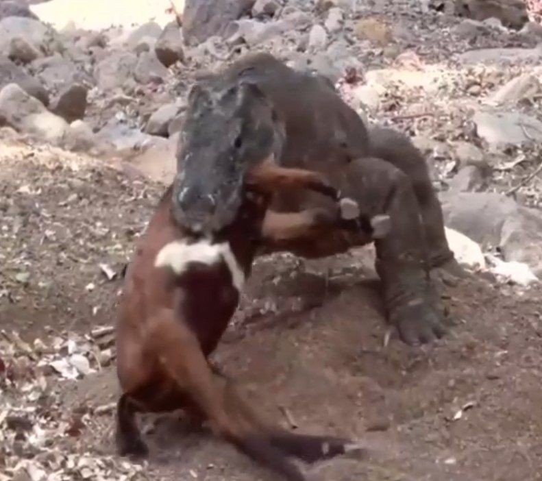 Yaşayan dinozor avını tek hamlede yuttu! Görenleri dehşete düşüren anlar | Vahşi doğada daha önce böylesi görülmedi - Resim: 17