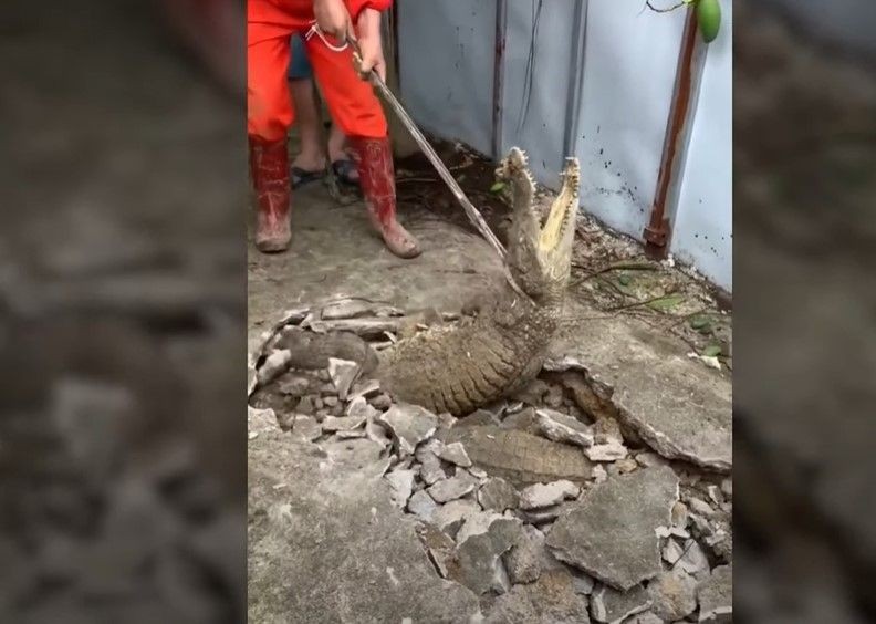 Kırdıkları beton yolun altından timsah çıktı! Gelen seslerin ardından ekipler harekete geçti | Gözlerine inanamadılar - Resim: 4