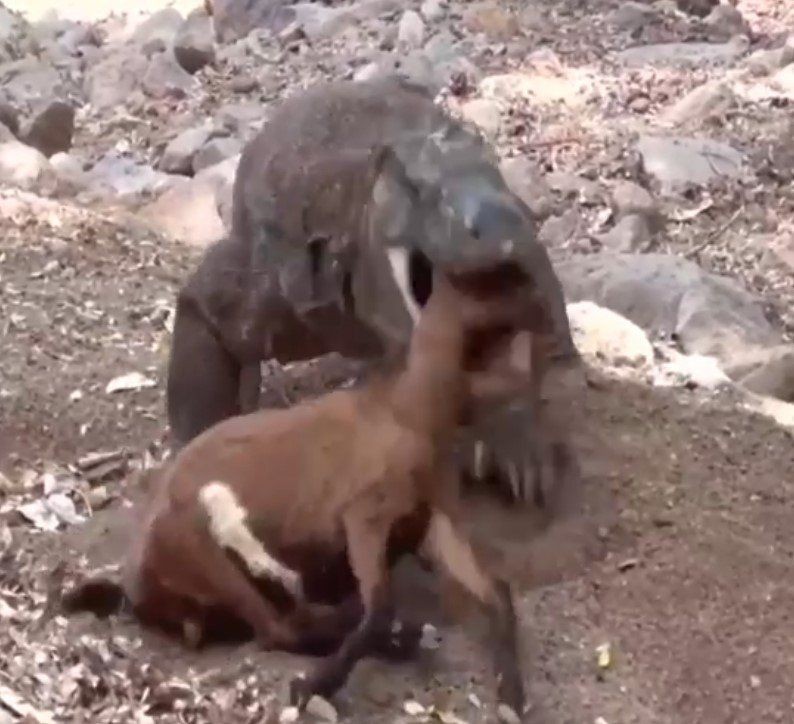 Yaşayan dinozor avını tek hamlede yuttu! Görenleri dehşete düşüren anlar | Vahşi doğada daha önce böylesi görülmedi - Resim: 8