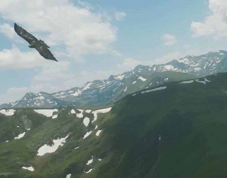 Doğan kuşunun drone avı! Daha önce böylesi görülmedi - Resim: 12