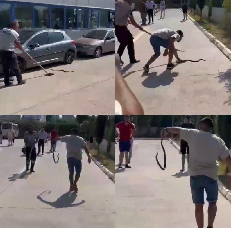 Araç muayenesinde yılan paniği! Eliyle tutup... - Resim: 3