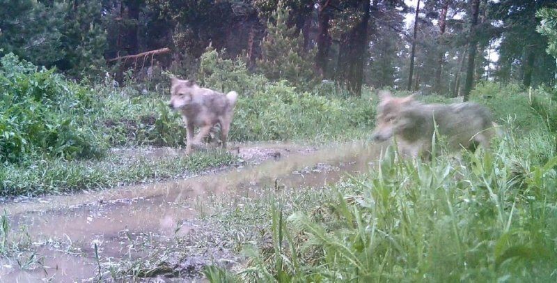 Boyları 20 metreyi ağırlıkları 57 tonu bulabiliyor! Fethiye ve Kaş açıklarında görüntülendi! Uzmanlar vatandaşları uyarıyor - Resim: 9