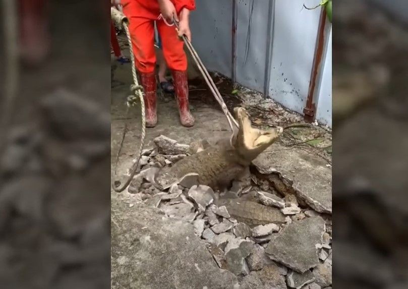 Kırdıkları beton yolun altından timsah çıktı! Gelen seslerin ardından ekipler harekete geçti | Gözlerine inanamadılar - Resim: 3