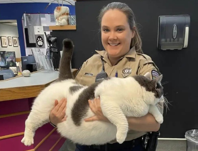 6 yaşındaki 18 kilogram ağırlığında olan Patches isimli kedi, sosyal medyada viral oldu - Resim: 12