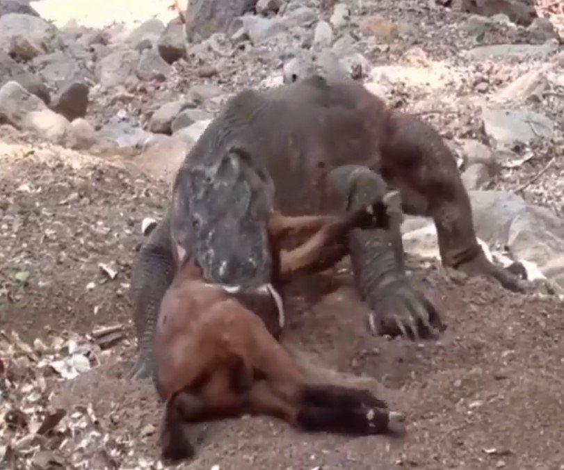 Yaşayan dinozor avını tek hamlede yuttu! Görenleri dehşete düşüren anlar | Vahşi doğada daha önce böylesi görülmedi - Resim: 22