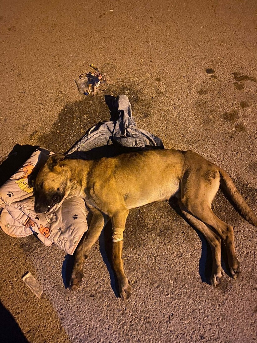 İzmir'de 6 köpeği tarım ilacıyla zehirleyip öldüren şüpheliyi bulana 70 bin TL ödül - Resim : 3
