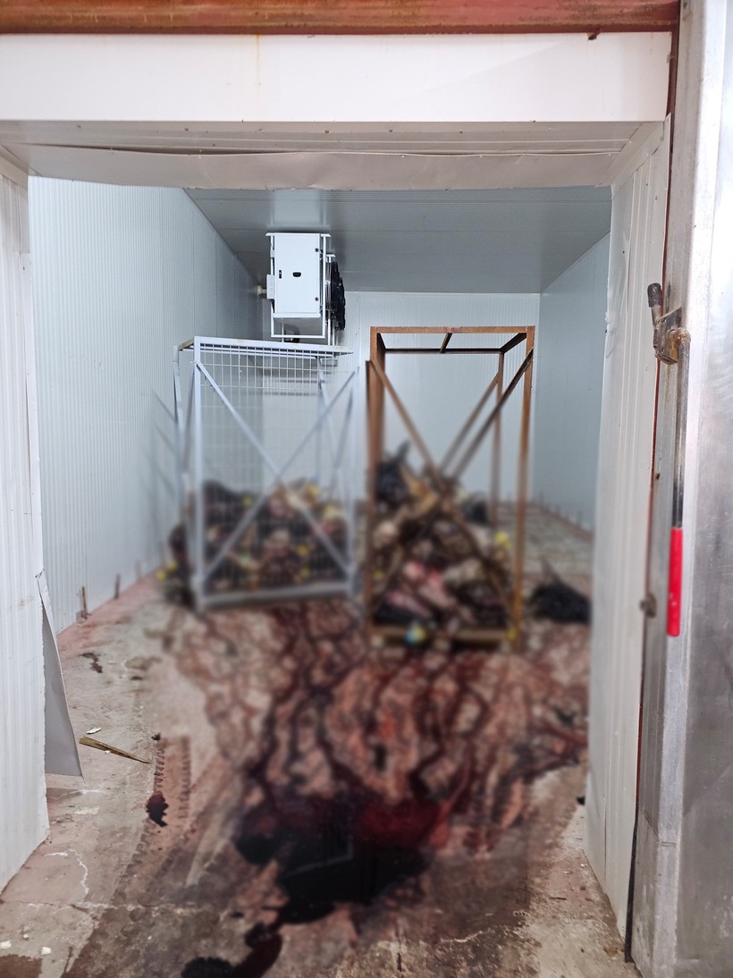 Sakatatçılara satılmak üzere istiflenmiş çürümüş büyükbaş hayvan kafaları bulundu - Resim : 1