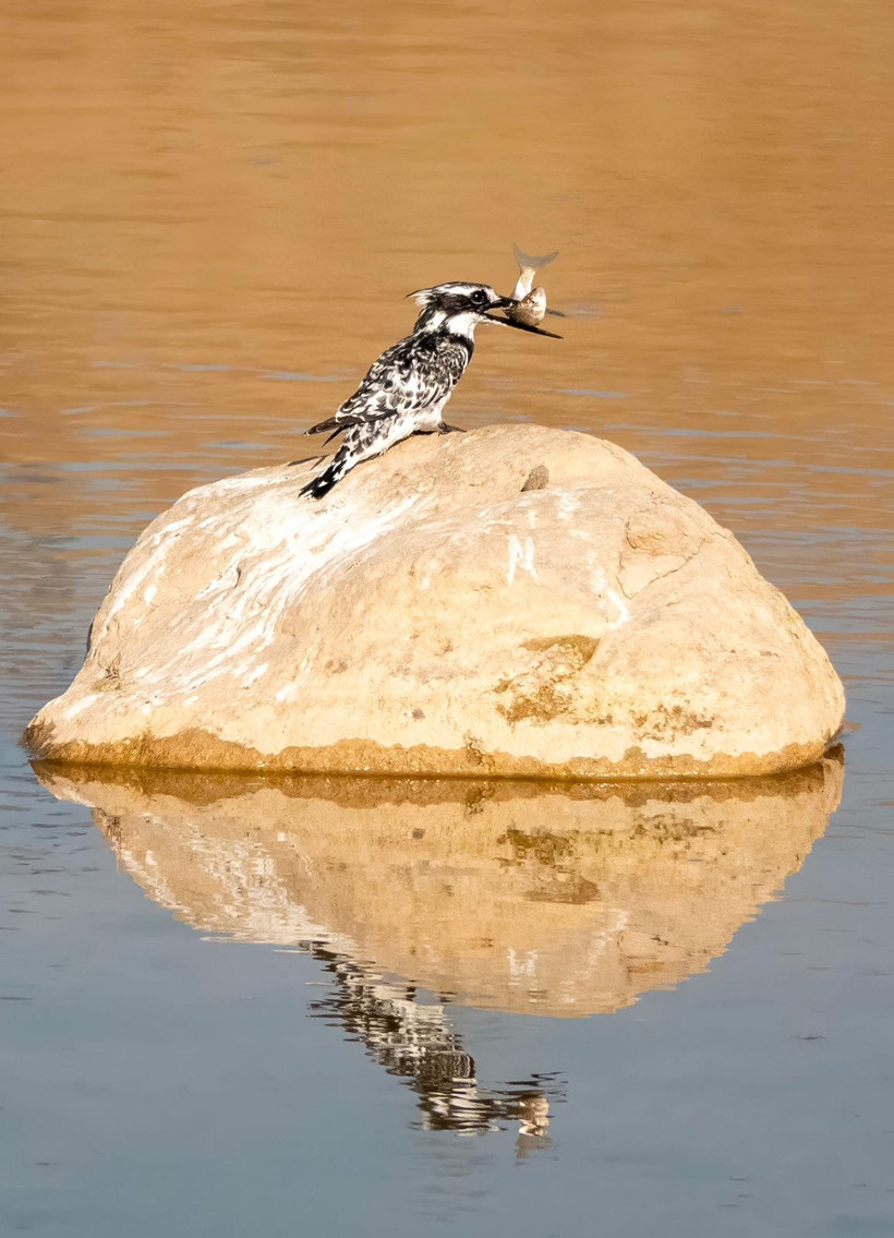 Adıyaman’da Alaca Yalıçapkını ilk kez görüntülendi - Resim : 1