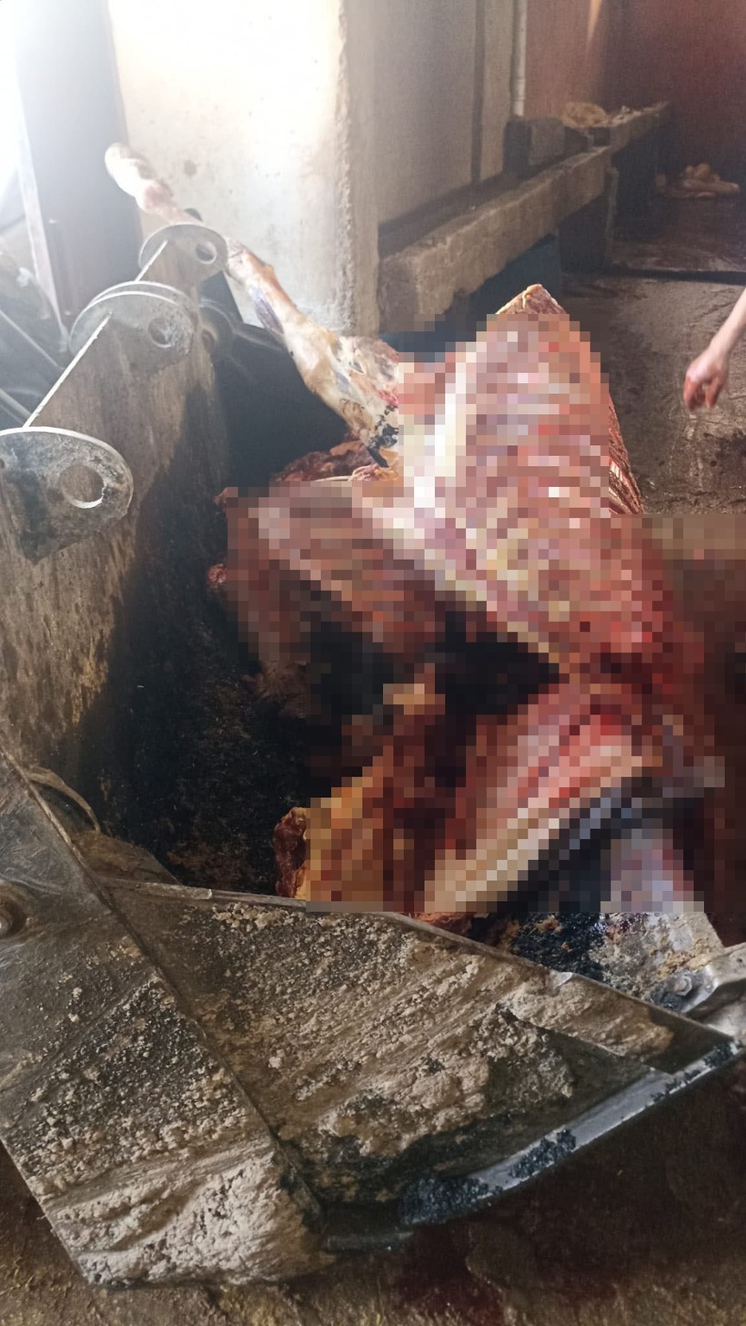 Adana’da 2,5 ton at eti skandalı: Ev altında kaçak kesim! - Resim : 2