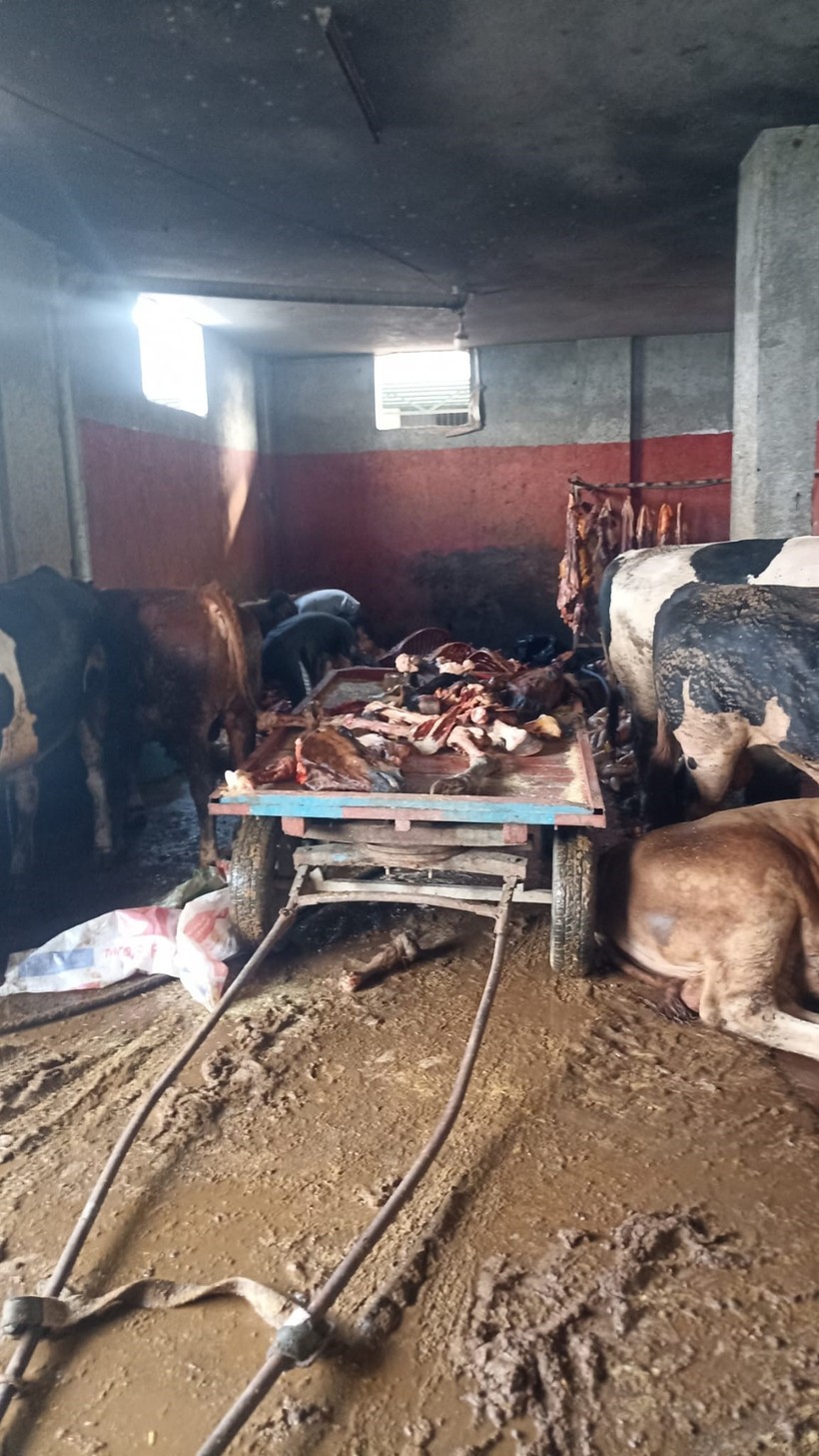Adana’da 2,5 ton at eti skandalı: Ev altında kaçak kesim! - Resim : 1