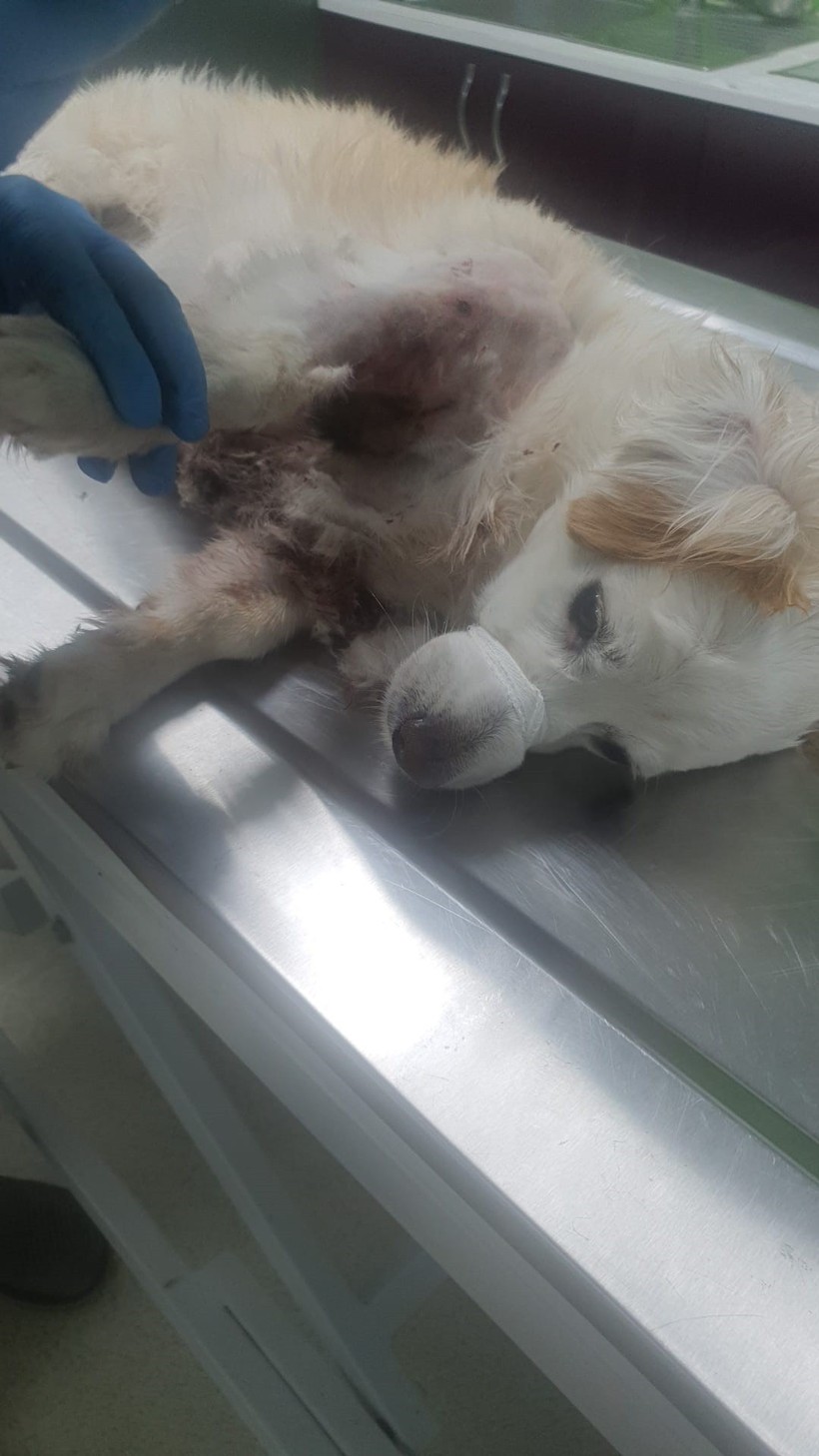 Bursa'da kangal dehşeti: Hem genç kıza hem de köpeğine saldırdılar! O anlar kamerada - Resim : 3