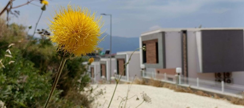 Kuşadası'nda nesli tükenmekte olan 'Tülüşah'ı koparmanın cezası 557 bin lira - Resim: 4