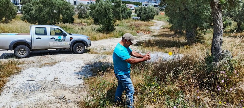 Kuşadası'nda nesli tükenmekte olan 'Tülüşah'ı koparmanın cezası 557 bin lira - Resim: 2