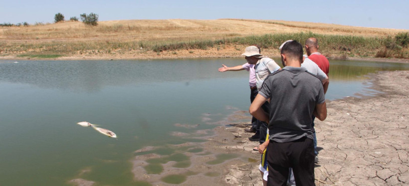 Edirne'de korkutan görüntü! Gölette toplu balık ölümleri gerçekleşti - Resim: 4