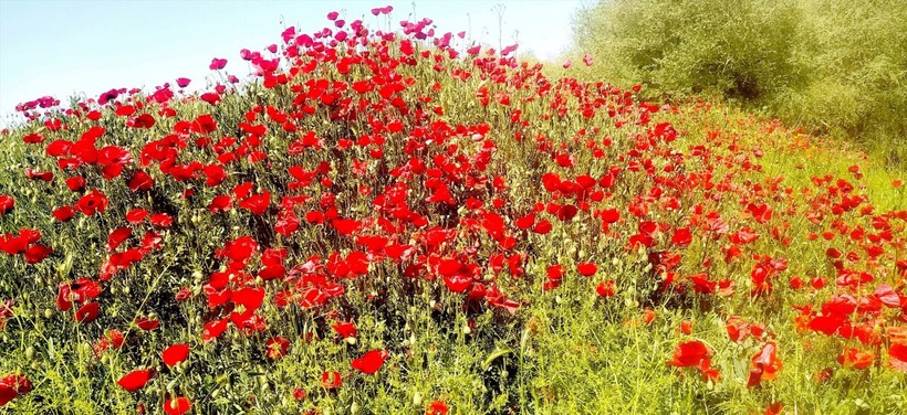 Çay kenarında gelincik güzelliği - Resim: 2