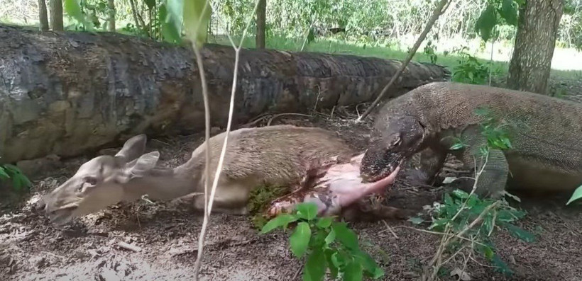 Komodo ejderi hamile geyiği yavrusuyla birlikte canlı canlı yedi! Vahşi doğanın korkunç yüzü kameralara yansıdı - Resim: 48