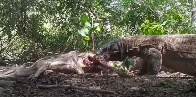 Komodo ejderi hamile geyiği yavrusuyla birlikte canlı canlı yedi! Vahşi doğanın korkunç yüzü kameralara yansıdı - Resim: 83