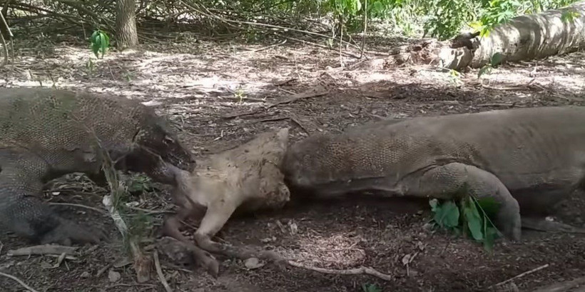 Komodo ejderi hamile geyiği yavrusuyla birlikte canlı canlı yedi! Vahşi doğanın korkunç yüzü kameralara yansıdı - Resim: 87