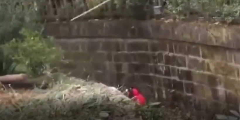 Aslan kafesine köpek bırakılırsa ne olur? Ziyaretçiler korku dolu gözlerle o anları izledi - Resim: 16