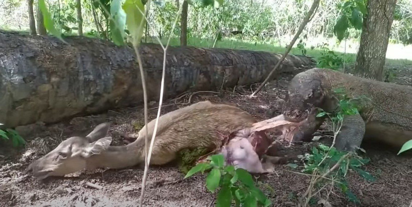 Komodo ejderi hamile geyiği yavrusuyla birlikte canlı canlı yedi! Vahşi doğanın korkunç yüzü kameralara yansıdı - Resim: 49